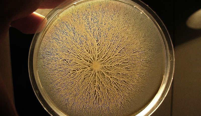 Bacillus Subtilis: Gram-positive Flagella Building – The Microbial ...